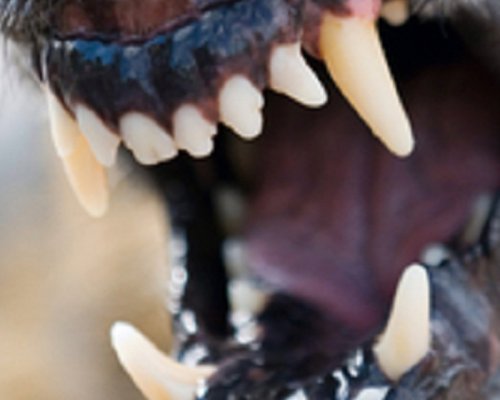 Dog Teeth For Website