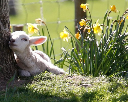 Lamb