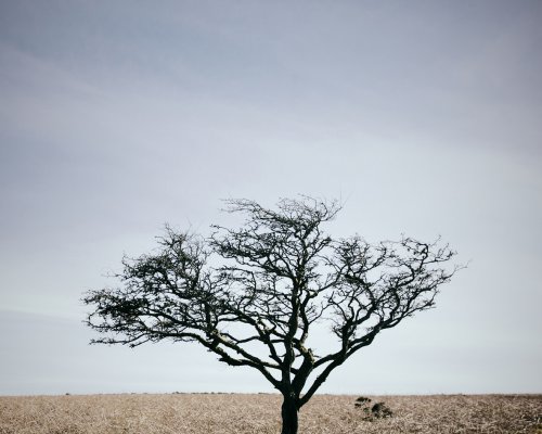 Tree Image For Three Winters