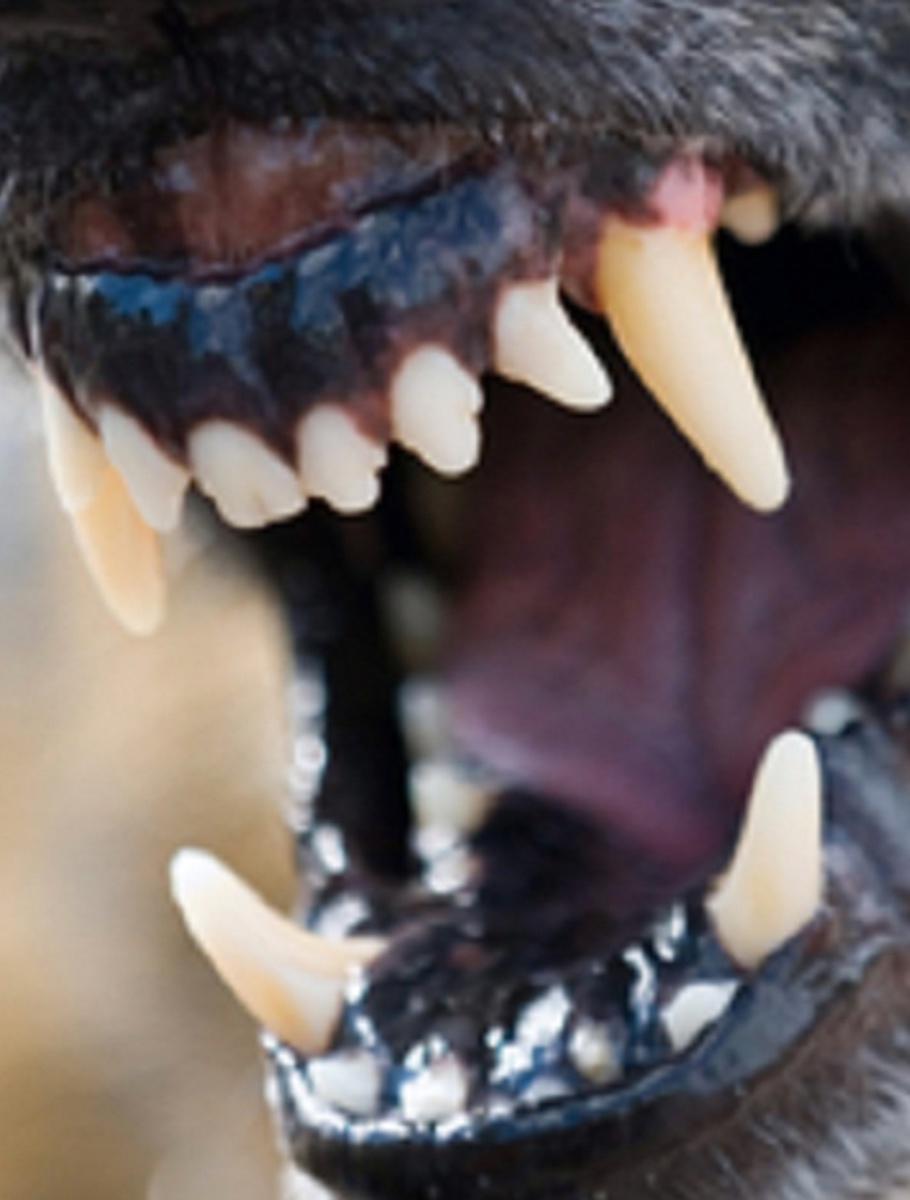 Dog Teeth For Website