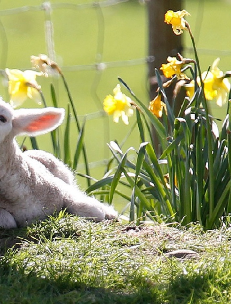 Lamb