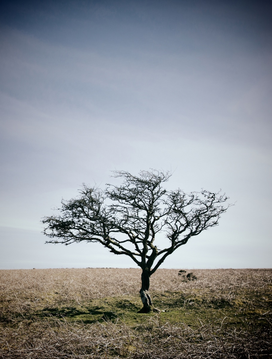 Tree Image For Three Winters