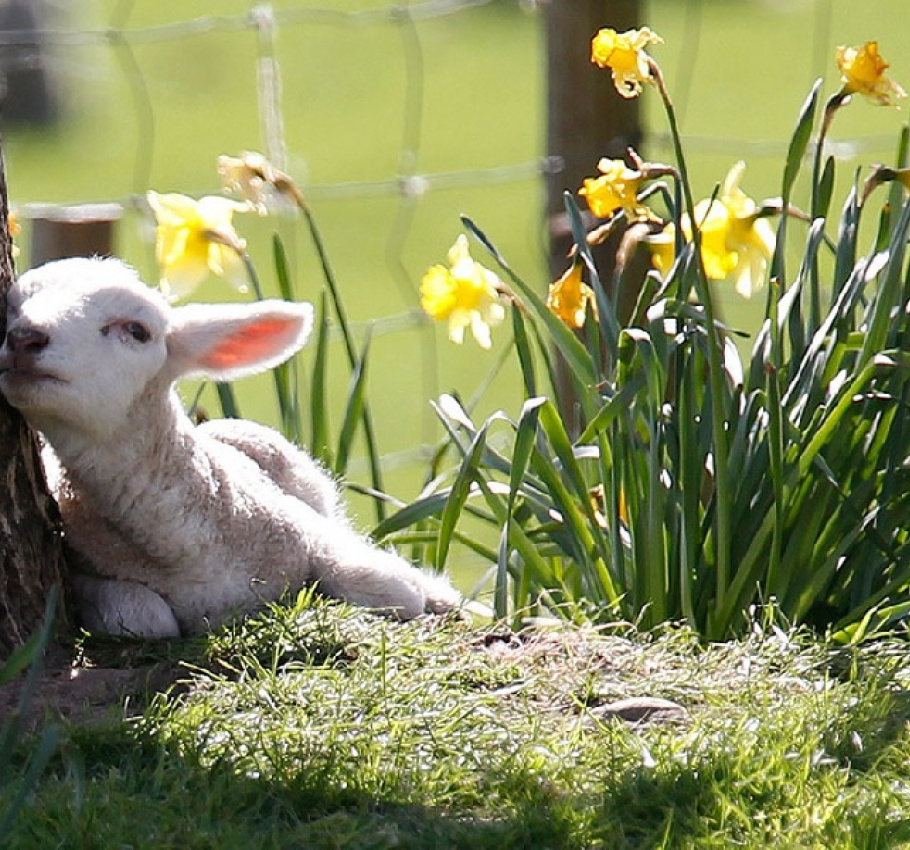 Spring Productions at The Lir Academy